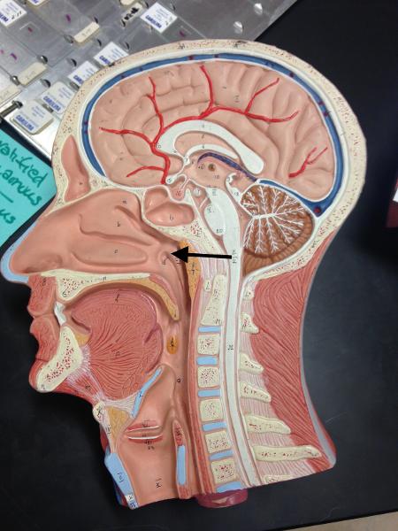 Respiratory Sagittal Head Flashcards | Easy Notecards