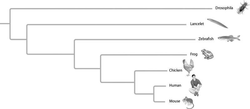 Bio Final - Chapter 20 Flashcards | Easy Notecards