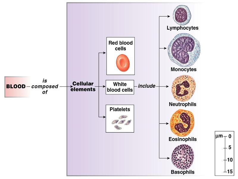 Print Human Physiology chapter 16 flashcards | Easy Notecards