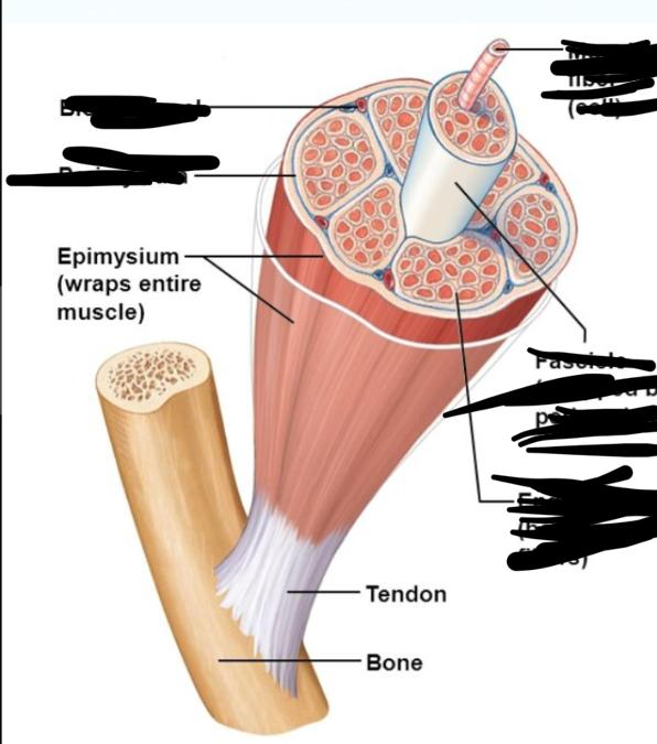 Muscle parts. Эндомизий. Эпимизиум. Перимизиум. Muscle Tissue.