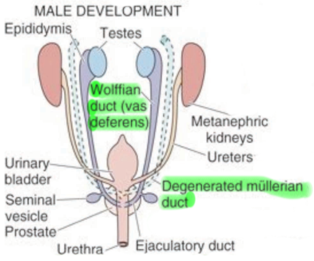 uterus parts of Easy Flashcards WEEK!!!!!!! Notecards FINAL HUBS192.