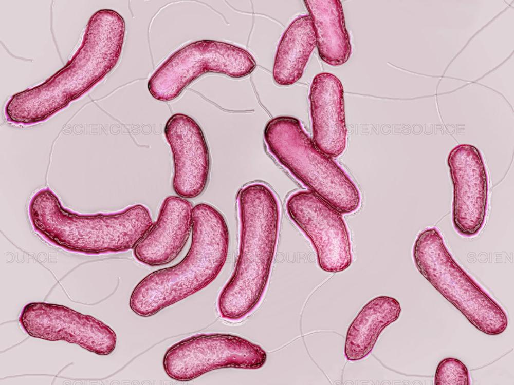 bacteria shapes definition