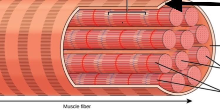 Ch. 9 Muscles and Muscle Tissue Flashcards | Easy Notecards