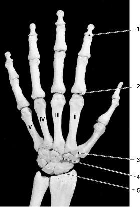 Print A&P Chapters 6 & 9 Bones Joints & Movements flashcards | Easy