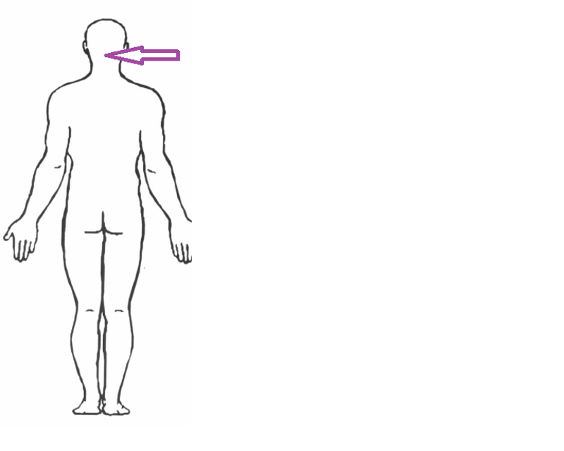 Print Anatomy & Physiology: Body regions flashcards | Easy Notecards