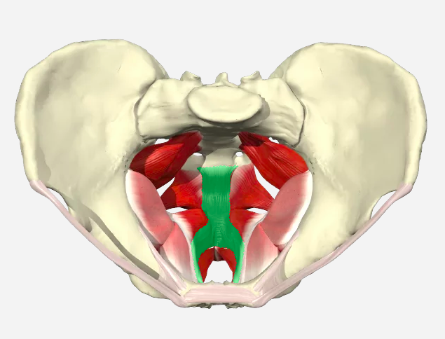 Female Pelvic Floor Levator Muscles