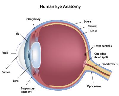 Ocular Anatomy Flashcards | Easy Notecards rods and cones eye diagram 