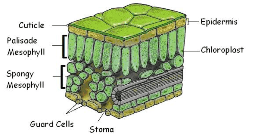 BIO Lab Practical Flashcards | Easy Notecards