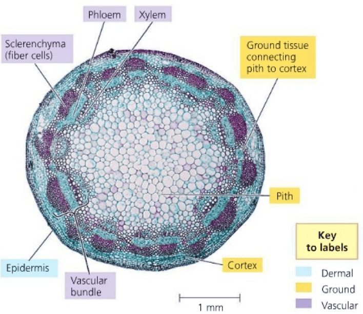 BIO Lab Practical Flashcards | Easy Notecards