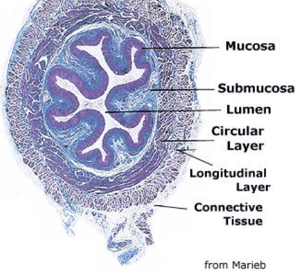 Anatomy Practical 3 Flashcards | Easy Notecards